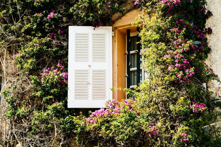 A window, covered in foliage and flowers.